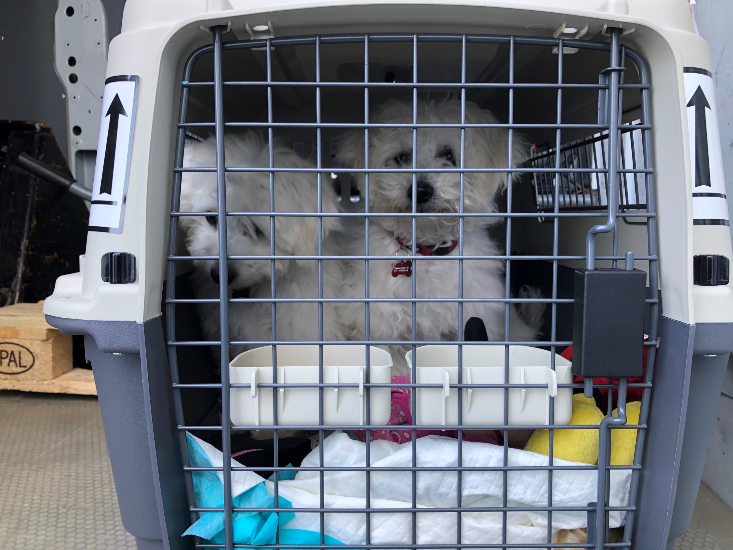 pet and animal transportation tips Archives - Conqueror News